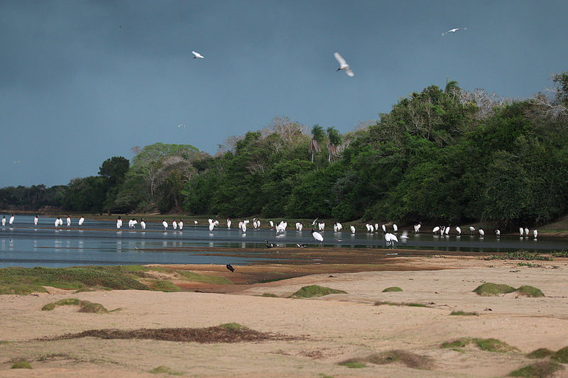 É comum ver grupos grandes de tuiuiús, outras cegonha, como o cabeça-seca e garças em Lagoas e poças na temporada de seca no Pantanal - Foto: Charles J Sharp/ Creative Commona