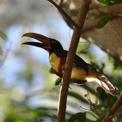 aves-pantanal
