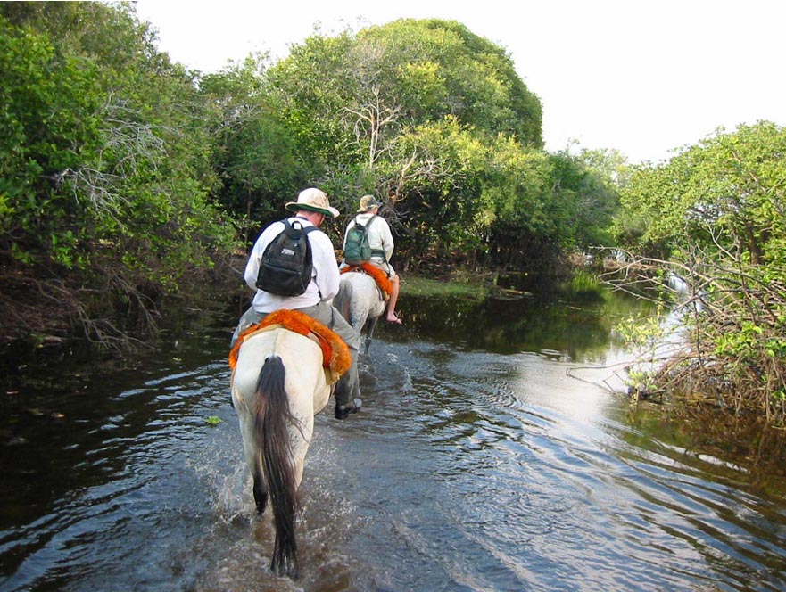 Pantanal de Poconé - Viagem e Ecoturismo no coração do Brasil - Chapada Explorer