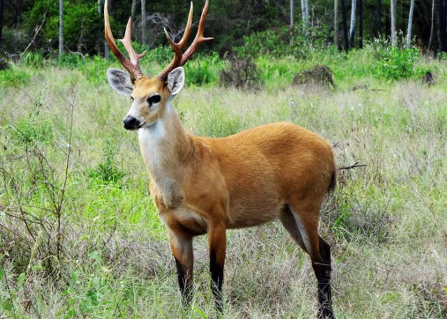 Mudanças climáticas podem reduzir população de cervos-do-pantanal - Portal Embrapa