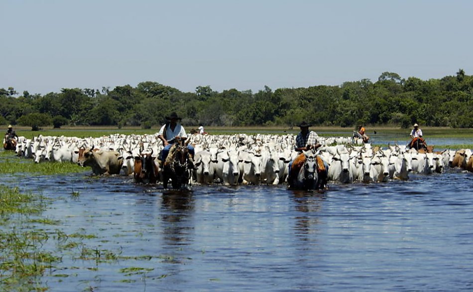 Como que funciona uma Comitiva no Estradão Mato Grosso do Sul Pantanal 