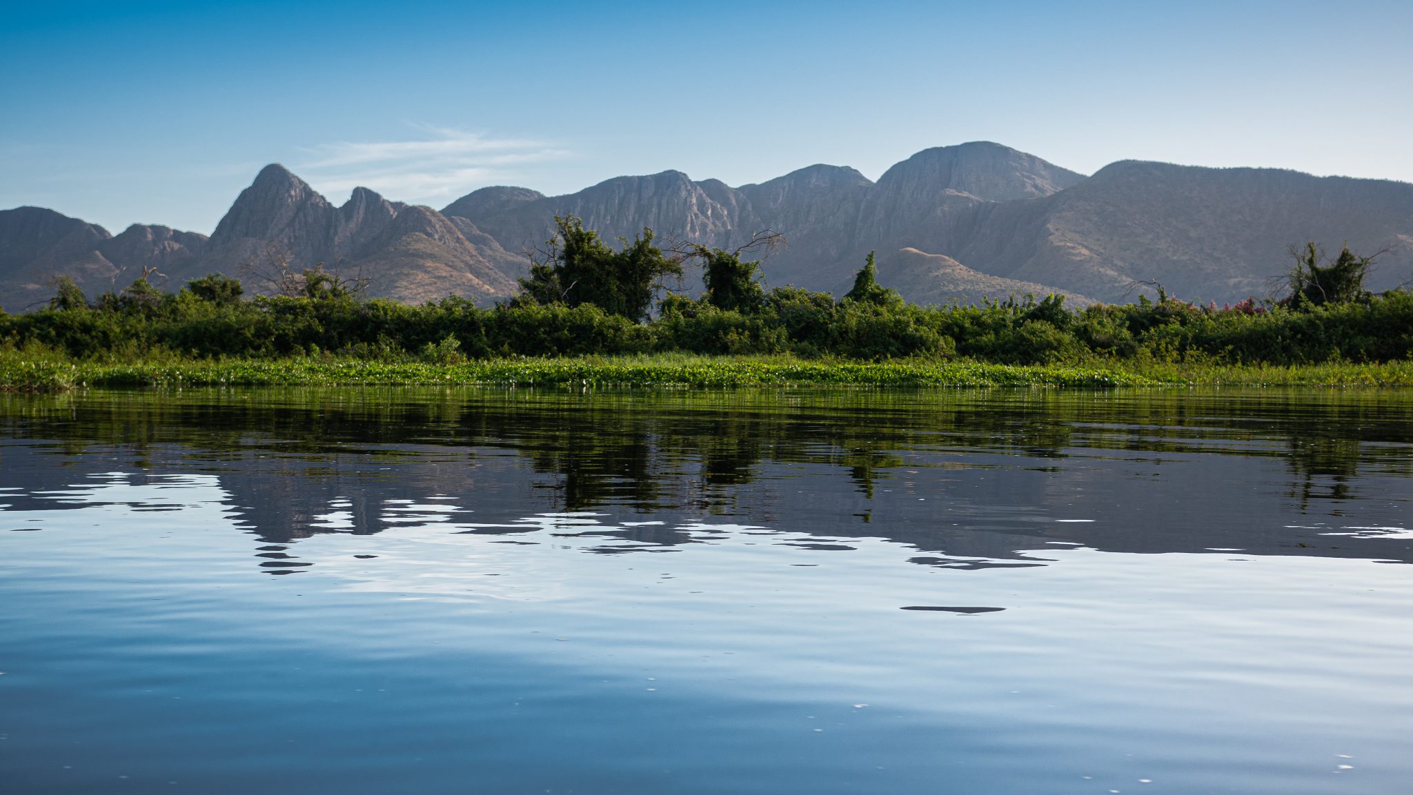 Vegetação do Pantanal: suas características e importância